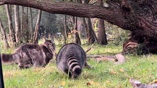 Louis is Meeting a cheeky Raccoon on the Wetlands! 