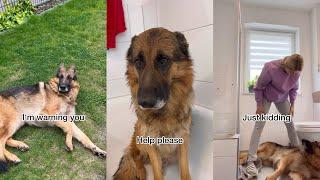 Funny German Shepherd is upset about bath