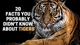 20 Facts You Probably Didn't Know About Tigers