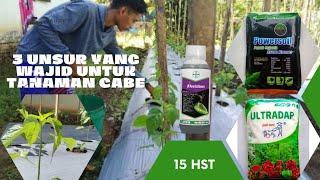 #Part 5 | Pengocoran yang ke 3 tanaman cabe rawit | Tumbuh subur di usia 15 hst