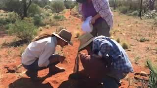 Clint and Kate Taylor set up a pitfall trap