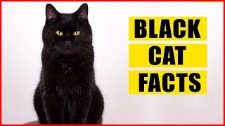 15 Unique & Mysterious Facts About Black Cats