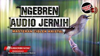  Masteran Ciblek Kristal Ngebren Audio Jernih Full