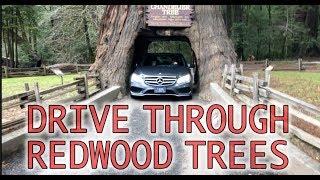 Drive Through Giant Redwood Trees in California