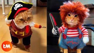 The 15 Best HALLOWEEN COSTUMES For CATS 