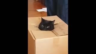 Curious Cat Gets Stuck in a Cardboard Box and It's Hilariously Adorable