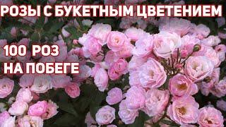 Постоянно цветущие розы, букетное цветение. Заказ роз на весну https://klumba7.ru/