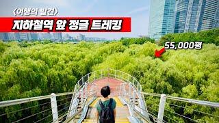 지하철에서 5분, 서울 도심 국내 최초 생태공원 - 원시림 트래킹 6km