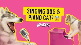 BONKERS Piano Playing Cat & Singing Dog Create Musical MASTERPIECE