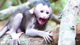 Pity Tinny Baby Monkey Million Crying Call Mother| Mother Leave Baby Monkey Alone |The Monkey Crying