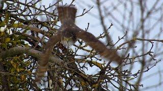 Sparrowhawk hunting at the bird feeder and eating (Kobac lov, Sparrowhawk attack)