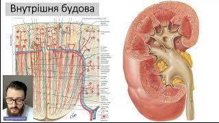 СЕЧОСТАТЕВА СИСТЕМА та ЕНДОКРИННІ ОРГАНИ