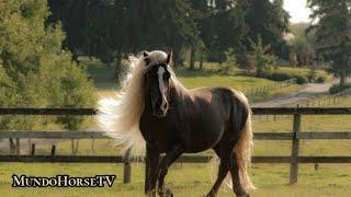 Exhibición de Caballos Black Forest.( black forest horse show ).