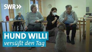 Unterwegs als Therapiehund: Hund Willi hat Talent