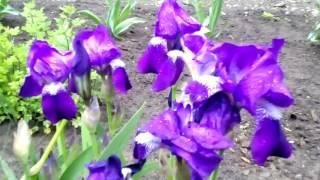 Ирис (ирисы, касатики, петушки, Iris)