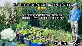 Mr Rai’s Veggie Garden Update | Dalle Khursani |Spring Garden Update | Nepali Family UK | NepaliVlog