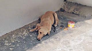 Street dog wounded and in complete shock… watch her play now!