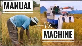 How Rice Is Harvested And Threshed Manually In Africa, Ghana| Frenat Farms