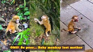 Poor baby monkey lost his mother crying and calling her everywhere