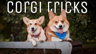 Double Corgi Tricks   performed by Marti & Varya the corgi #corgitricks #коргинаскейте