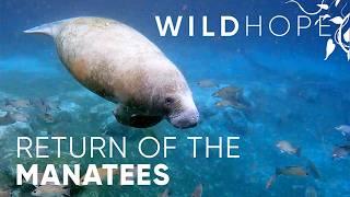 Manatees finally return to these restored Florida rivers | WILD HOPE