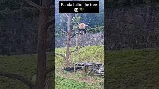 Шок!!!! панда падает с дерева!!!