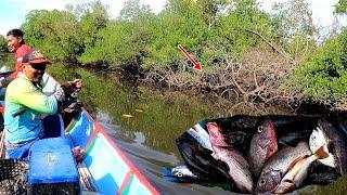 Mancing Di Hutan Bakau Full Sambaran Ikan Babon predator muara