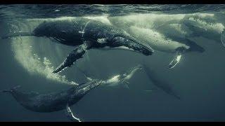 Canon Masters | Wildlife and Underwater Photography With Darren Jew