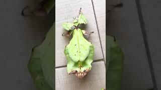 The world biggest leaf insects  #love #nature #animals #wowshorts #shorts #amazing #viralvideos