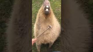 #capybara #capybara #capybara