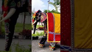 Dancing Elephant - 9884436365