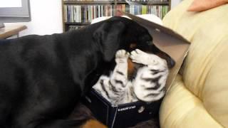 Dobermann vs. Katze