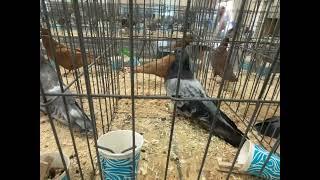 Egyptian swift pigeons at pigeon show