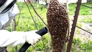 Collecting honeybees with a vacuum and getting stung!