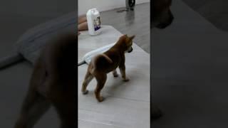 柴犬太郎shiba talo 打蠟完的地板初體驗