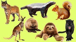 Learn Wild Animals | Learn Names and Sounds Animals In English for Children