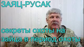 Секреты охоты на зайца русака