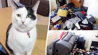 Cat survives for five weeks home alone in house after owner sent to prison | SWNS