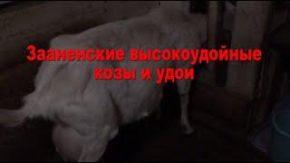 Зааненские высокоудойные козы и удои