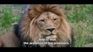 Nature Animal Documentary [Part 02] - English Subtitles