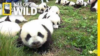 Record: 42 Pandas Born in Breeding Program This Year | Nat Geo Wild