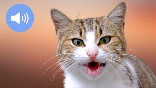  CATS MEOWING - Make Your Cat or Dog Go Crazy! - Sound Effect