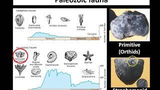 Lecture 2: Ordovician and Silurian