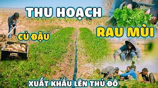 Quanglinhvlogs || Xuất Khẩu " Rau Mùi " Và " Củ Đậu " Lên Thủ Đô Luanda ??Kết Qủa Sẽ Như Thế Nào...