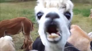 10 Funniest Alpaca Videos