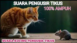 SUARA KUCING PENGUSIR TIKUS buktikan sendiri pasti kabur