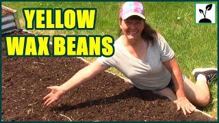 Planting Yellow Wax Beans In A Raised Bed Garden ~ How To Grow Spring Beans