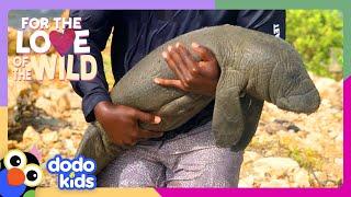 Hero Has Been Rescuing Manatees Since Age 11! | Dodo Kids | For The Love Of The Wild
