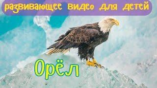 ОРЁЛ. Развивающее видео для детей.