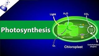 Photosynthesis